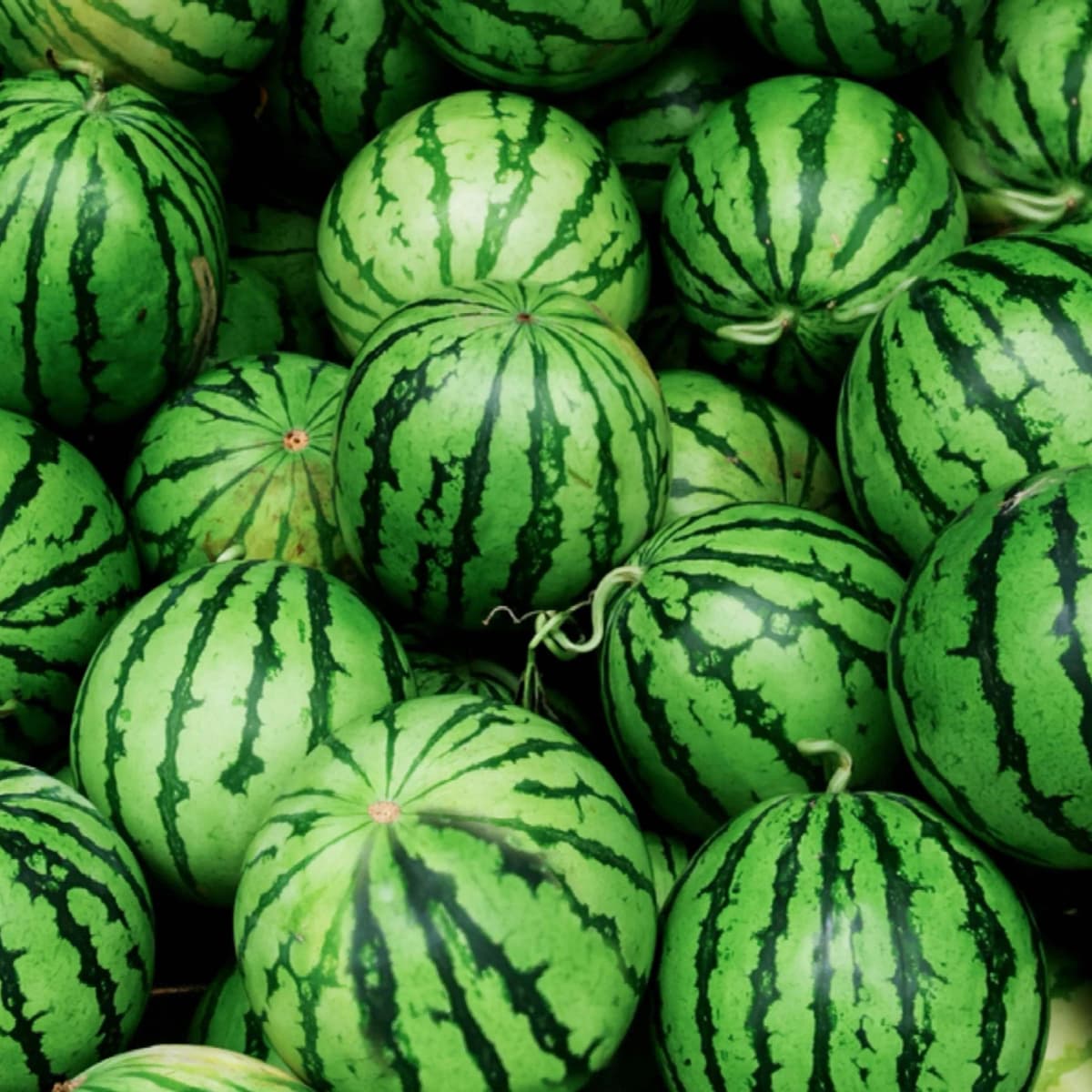 Watermelon