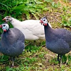 GuineaFowl